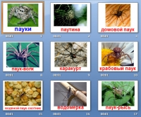 презентация пауки