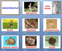 презентация грызуны