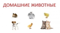 Развивающий мультфильм - Звуки домашних животных