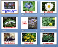 презентация дикорастущие растения