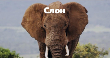 Альпака