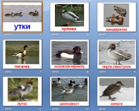 Семейство утиных