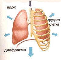 Что такое дыхание человека?