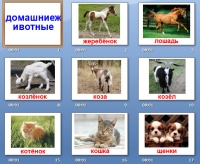 презентация домашние животные