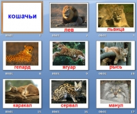 кошачьи презентация