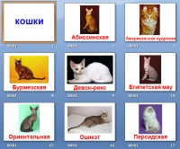 презентация на тему кошки